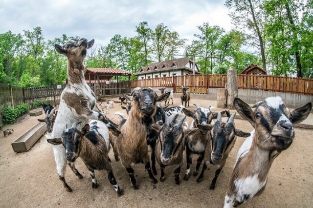 Hemzseg az élet Állatparkunk parasztudvarában