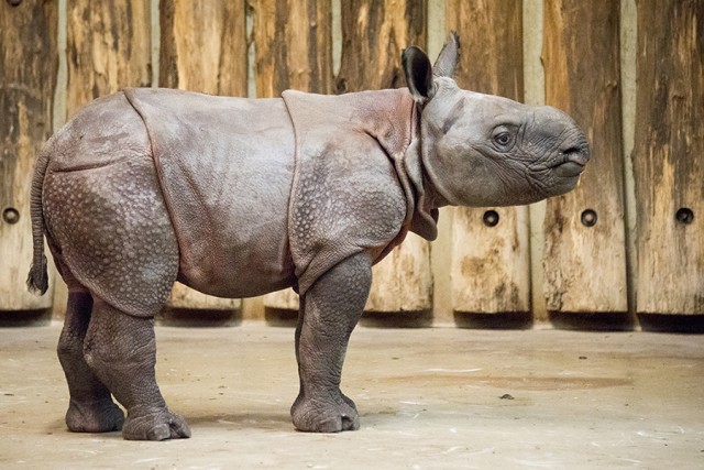 Indian rhinoceros calf  was born in our Zoo