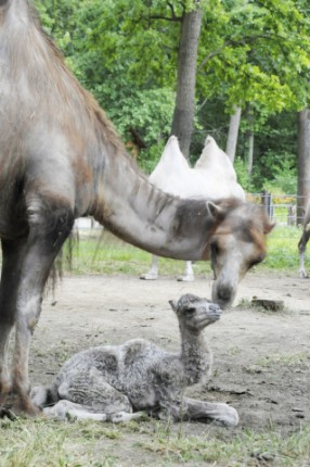 Bactrian camel was born