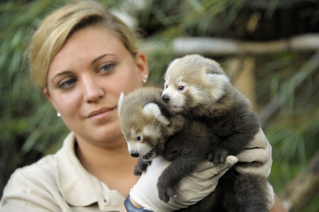 Newborn small panda twins 