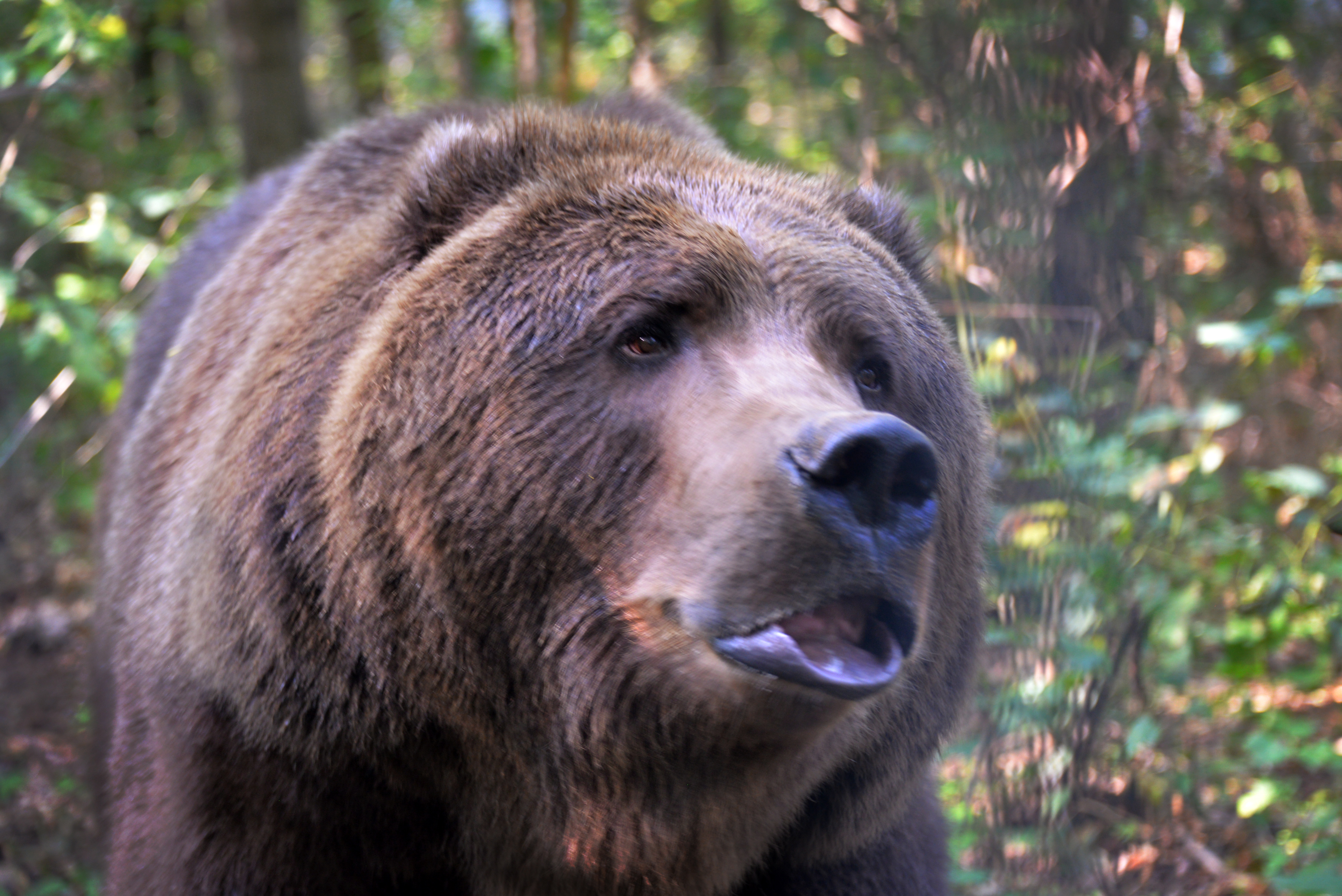 Kodiak bear has arrived at our Zoo