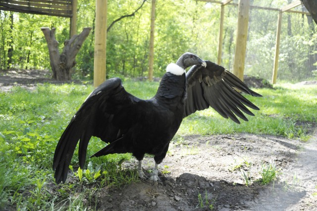 An extremely rare condor arrived to the Sosto Zoo!