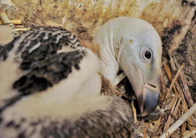 A critically endangered vulture species, Ruppell’s vulture is raising its chick in Nyíregyháza for the first time in the country. 