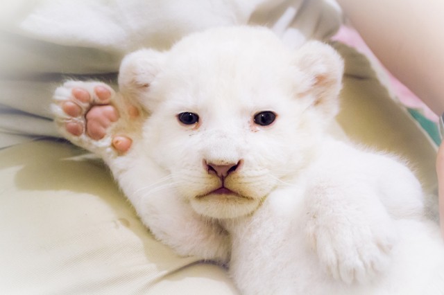 The white baby lion of our zoo made its public debut today