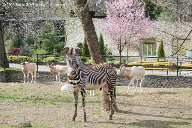 Már látható a szavanna kifutóban Füles, a grevy zebra!