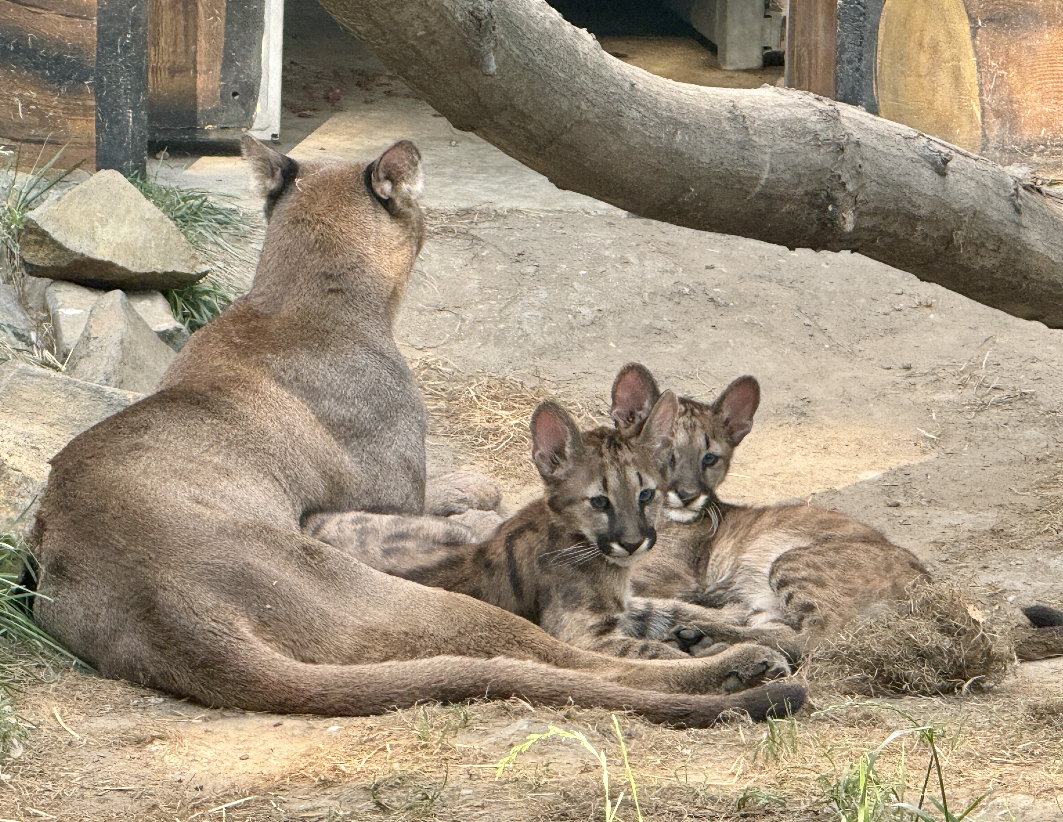 Már láthatóak a 3 hónapos puma hármasikrek