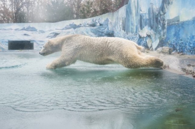 Fiete, the new polar bear boy has arrived.