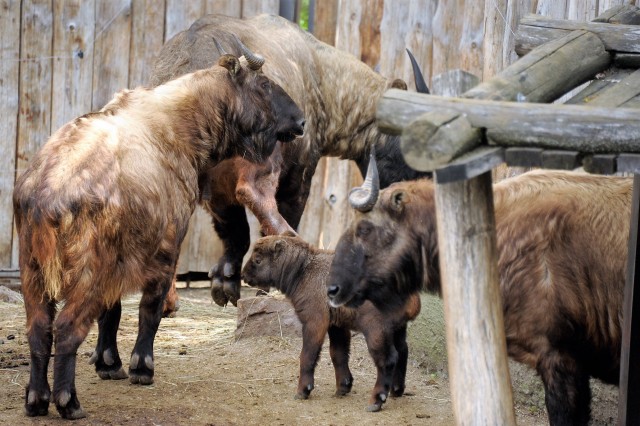 This is the first time that a takin calf was born in Hungary. 