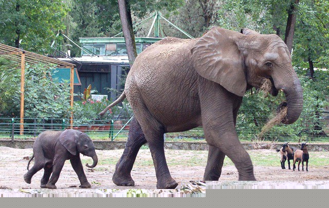 The little elephant has got a name! 