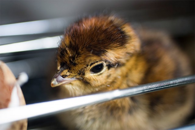 Black grouse (Tetrao tetrix) chickens were hatched at Sosto Zoo