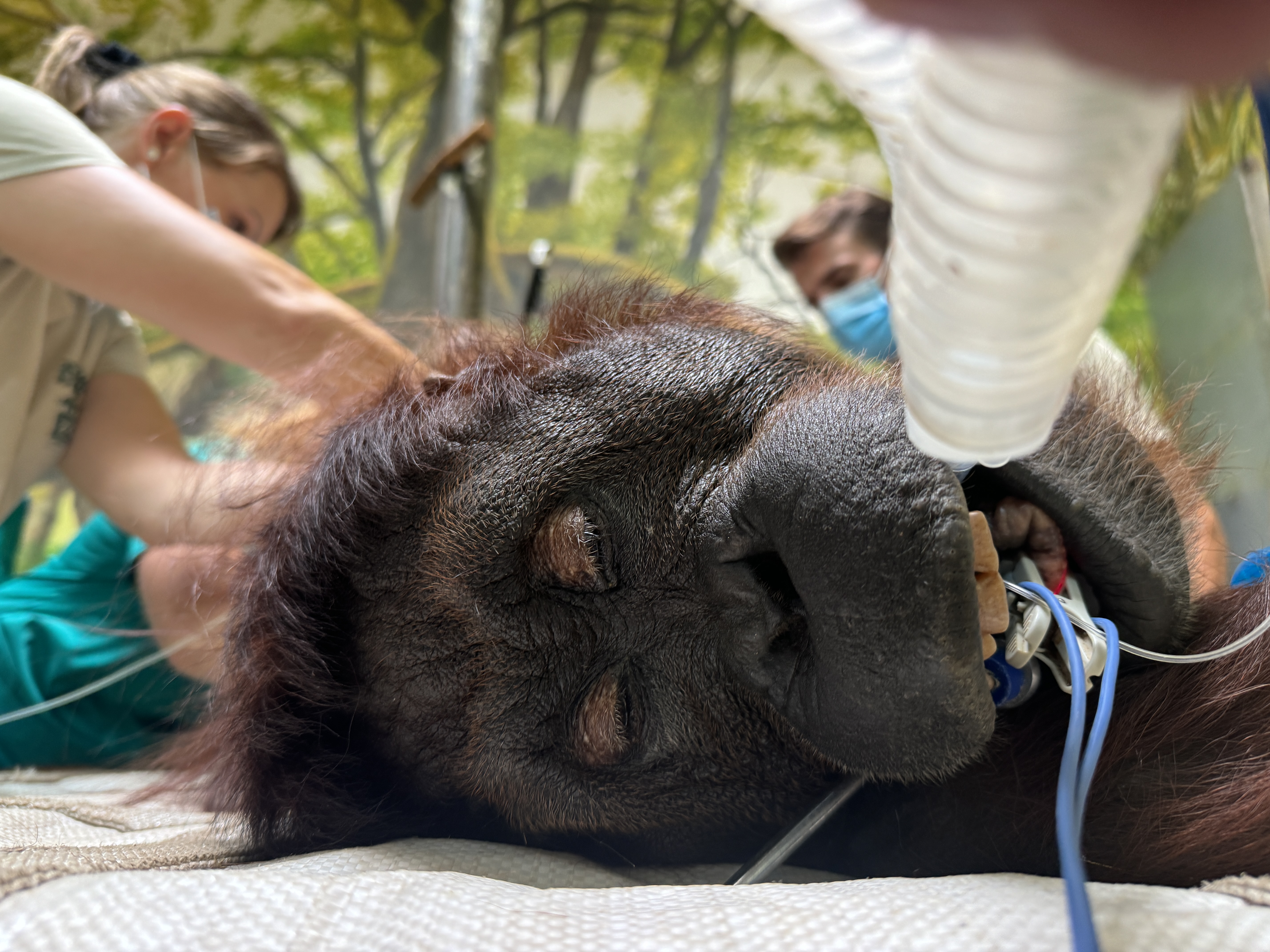 Our female orangutan, Sabatini has undergone a gynaecological examination at our Zoo
