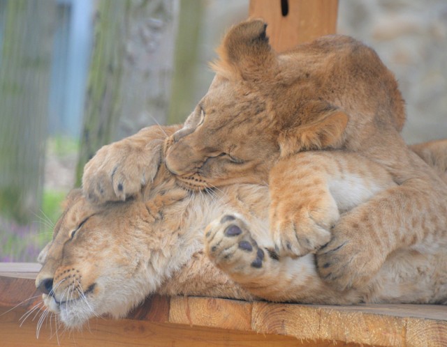 Our guests can already see Mázli, the rescued lion cub from Ukraine
