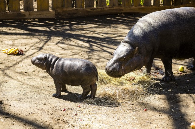 Pygmy hippopotamus was born in our Zoo