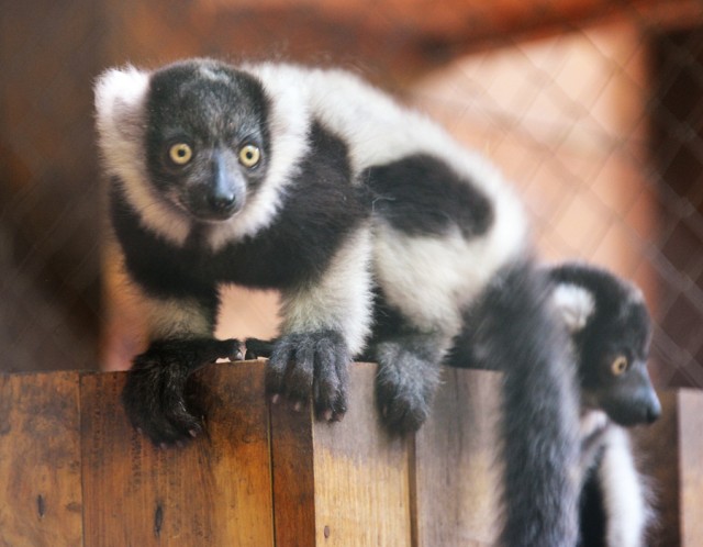 Rare, black-and-white ruffed lemurs were born in our Zoo.