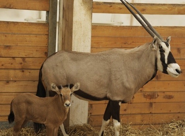 Rare anilope was born in our zoo.