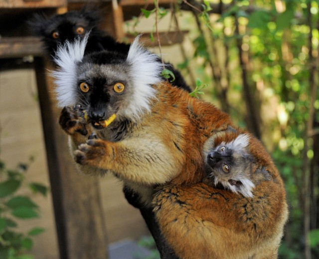 Ritka szerecsenmaki  (Eulemur macaco) született Állatparkunkban!