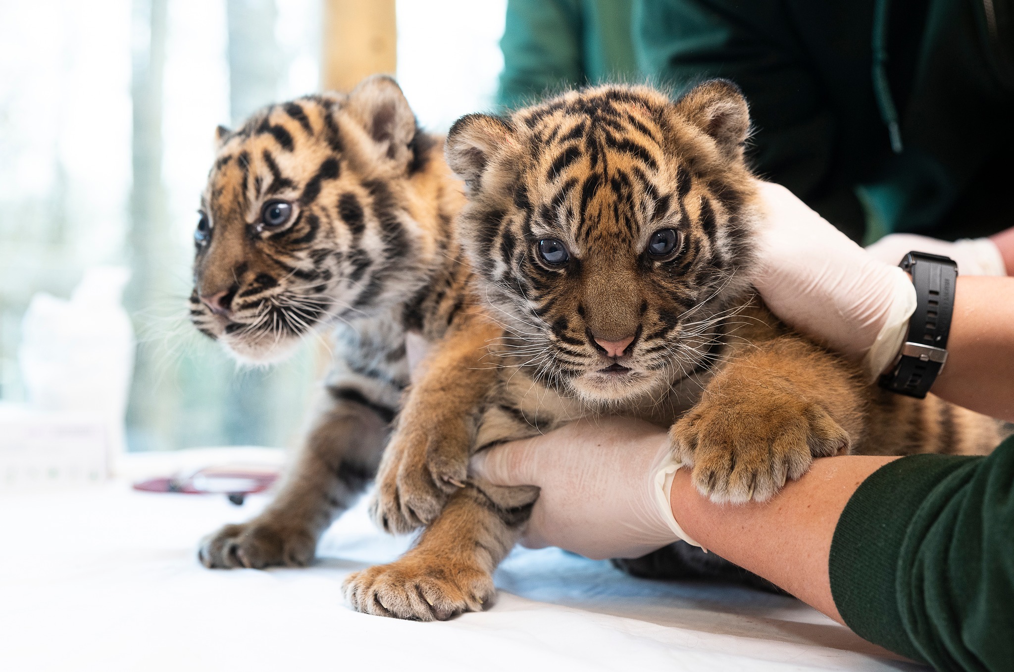 Sumatran tigers born