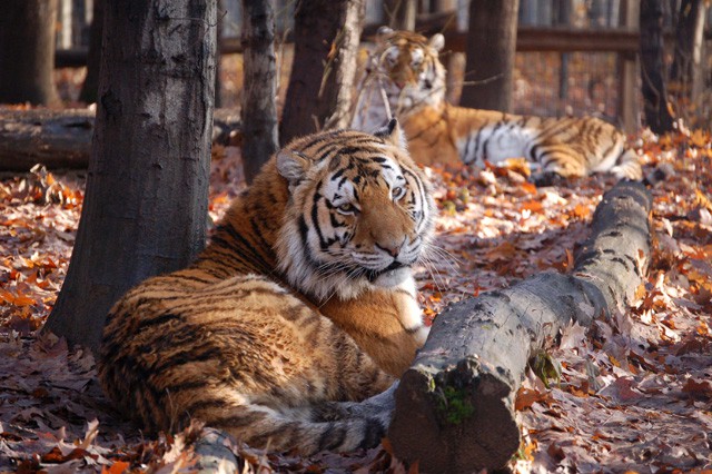 Szibériai tigris érkezett!