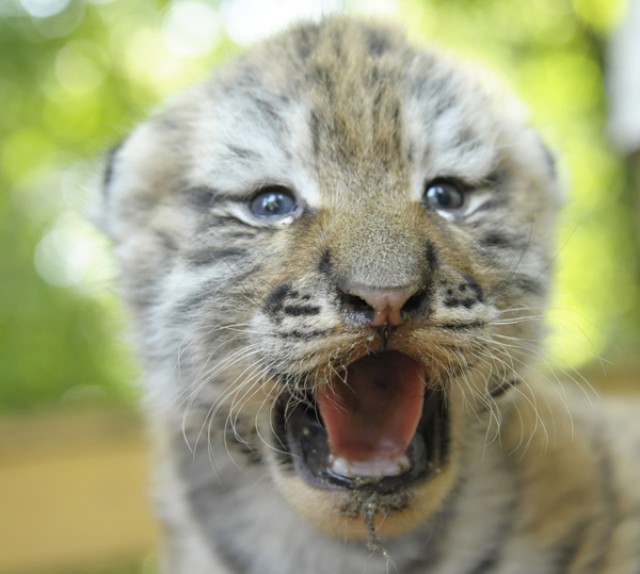 Siberian tigers born in Nyíregyháza Zoo