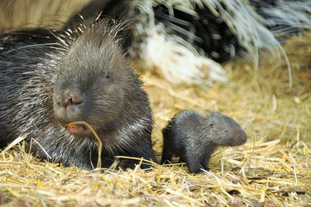 Crested porcupine baby was born in Sóstó Zoo 