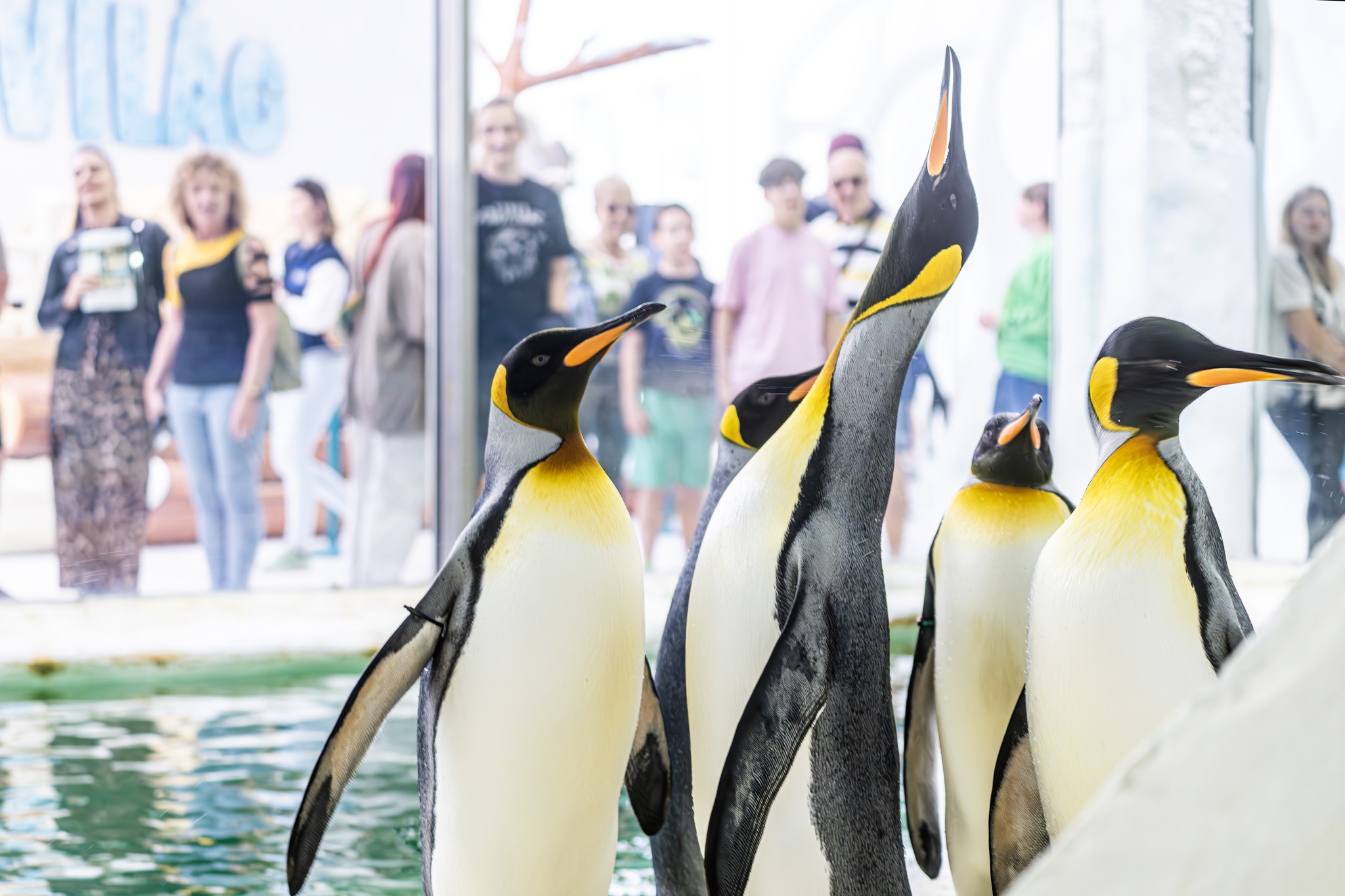 The king penguin colony has grown