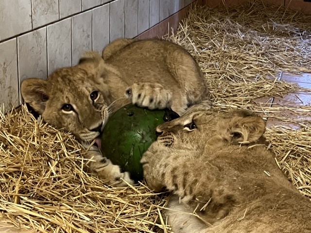 The little lion who was saved from Ukraine in 2022 got a companion.