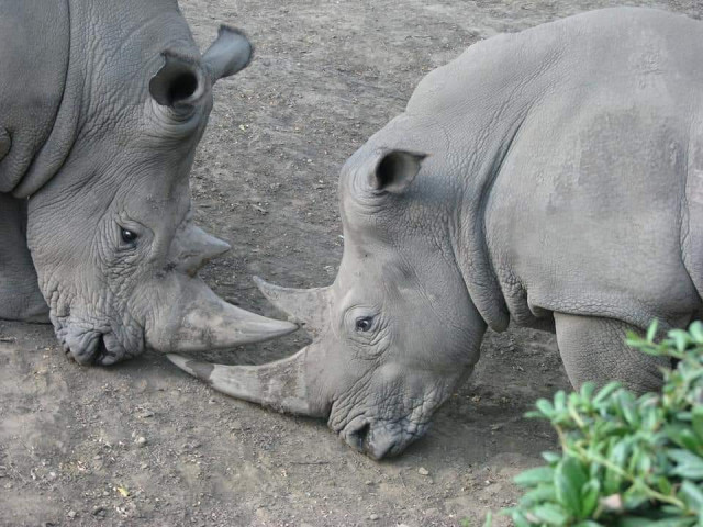 The Nyíregyházi Állatpark/Sosto Zoo is opened and can be visited but some prevention has to be made.
