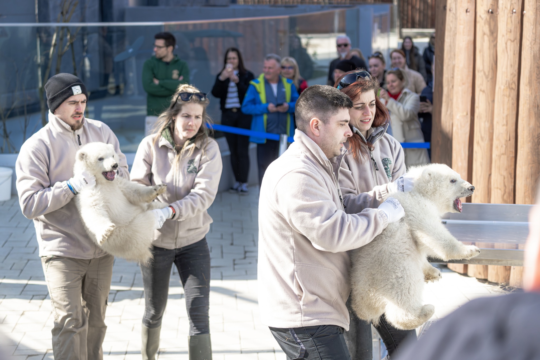 The polar bear cubs have undergone their first vet. examination