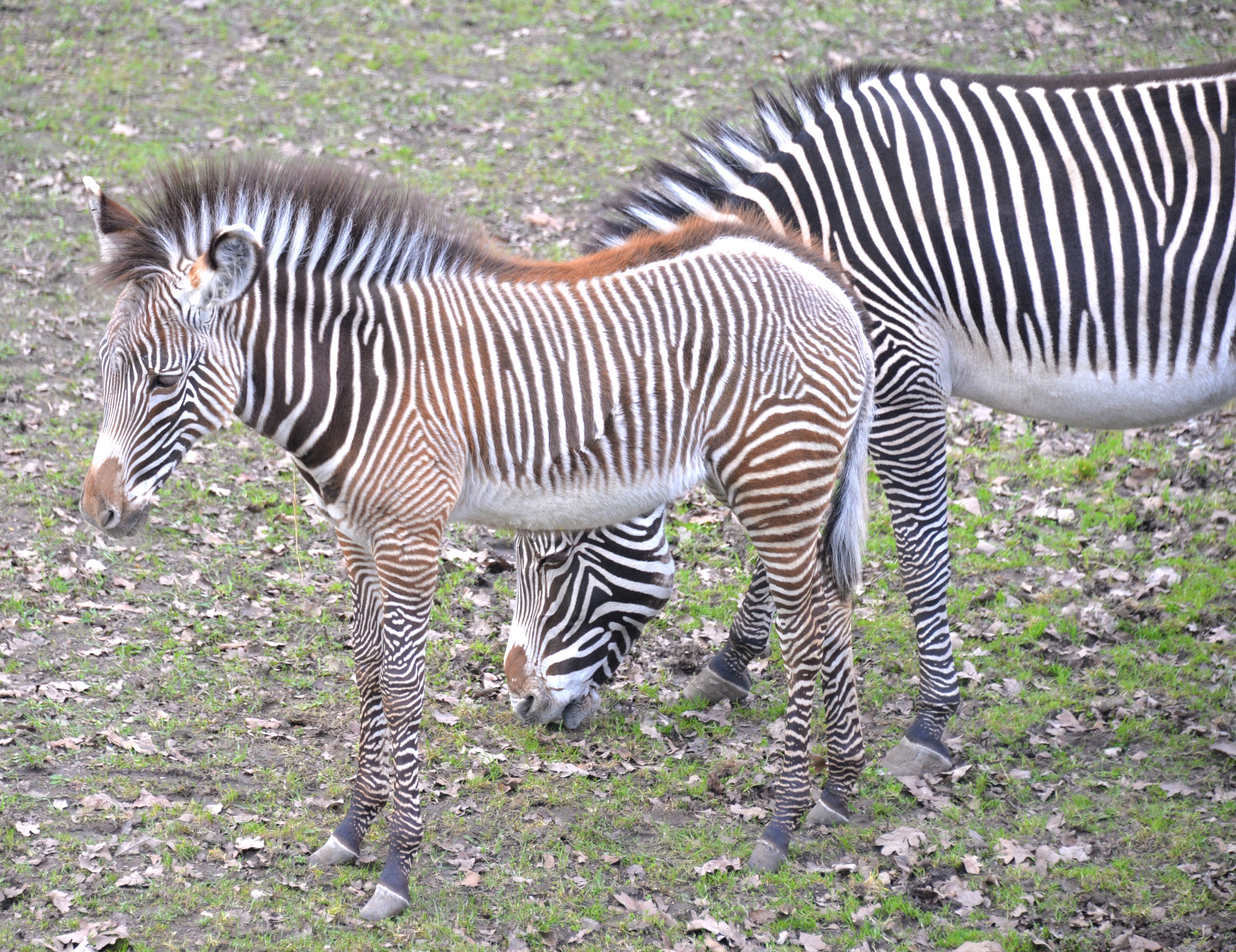 The rare Grevy's zebra foals are now on display at our Zoo