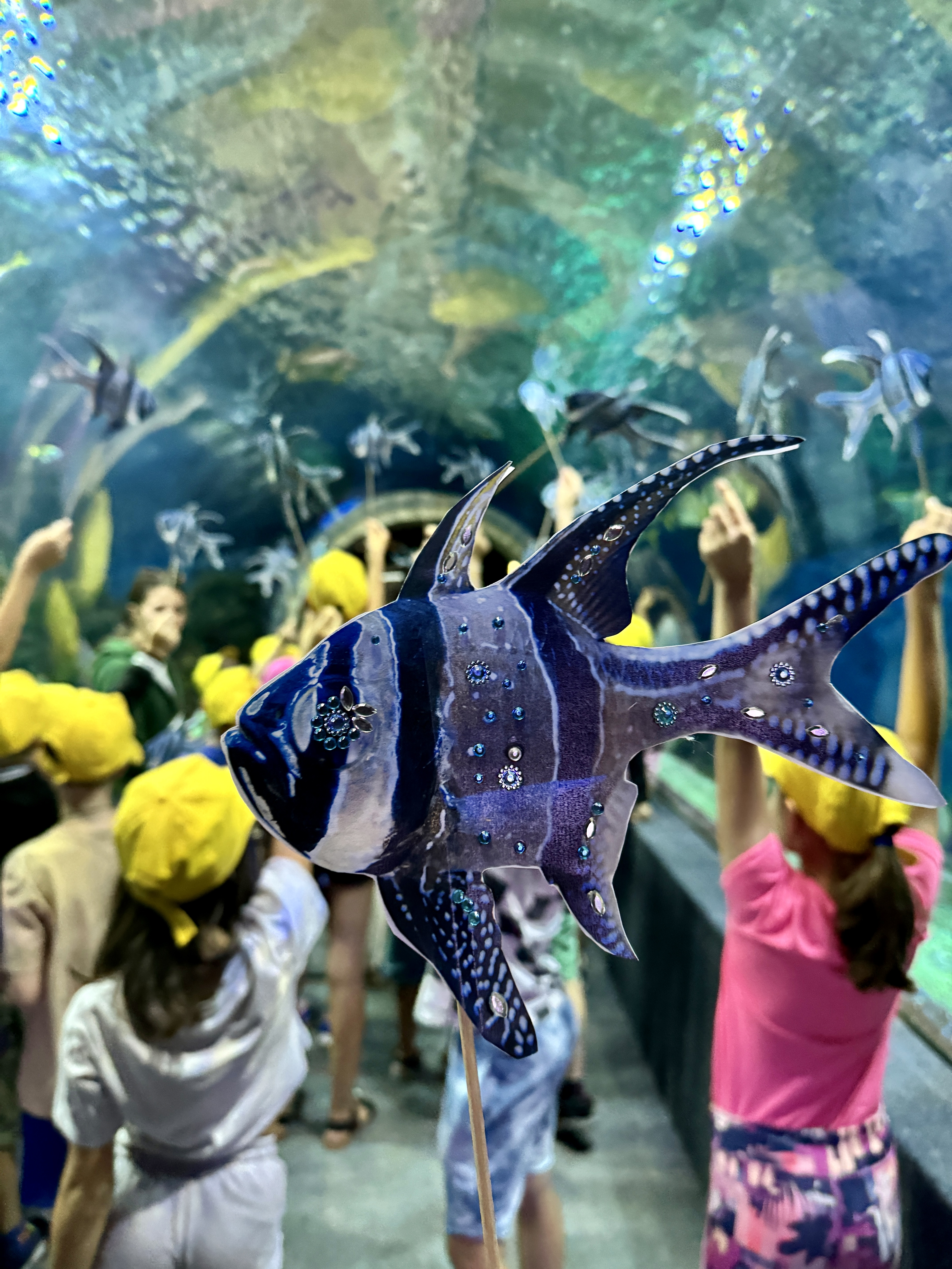 Today is the International Marine Fish Day