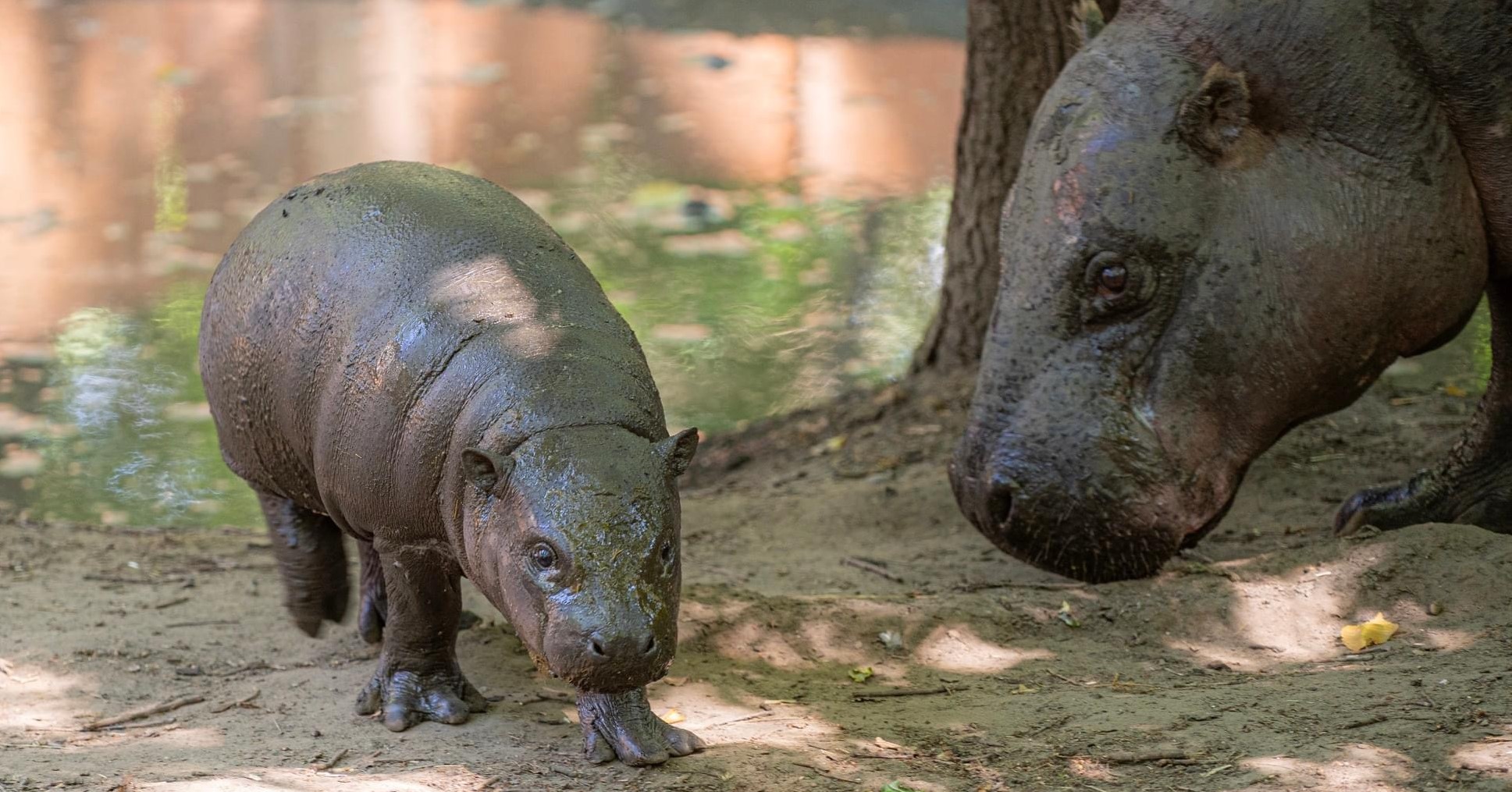 Pygmy hippo was born in our zoo