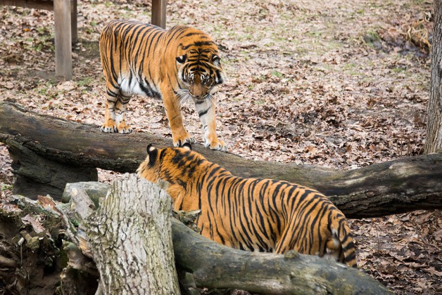Gio got a new partner who is the only one male Sumatran tiger in Hungary  