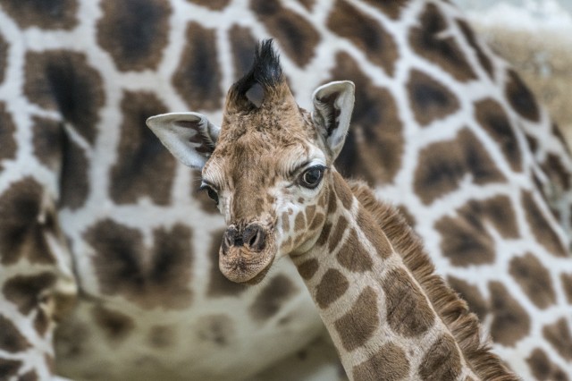 Please welcome the youngest member of our giraffe family