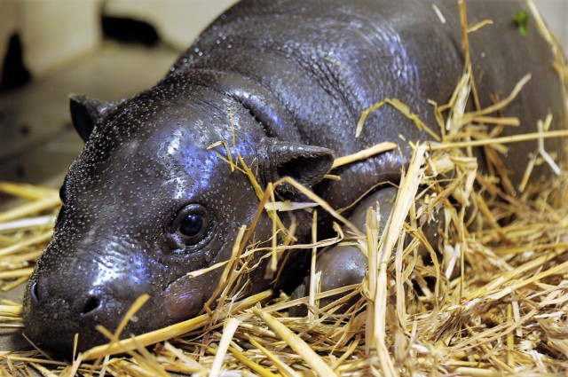 Pygmy hippo baby has been born
