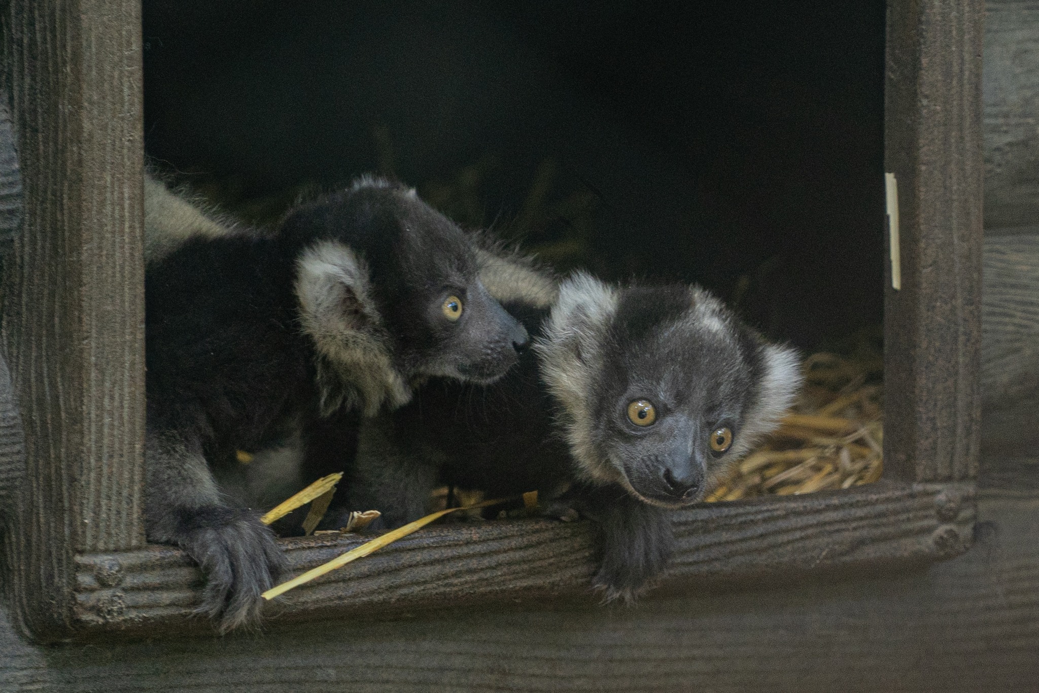  White and black ruffed lemurs (Varecia variegata) were born in our zoo.